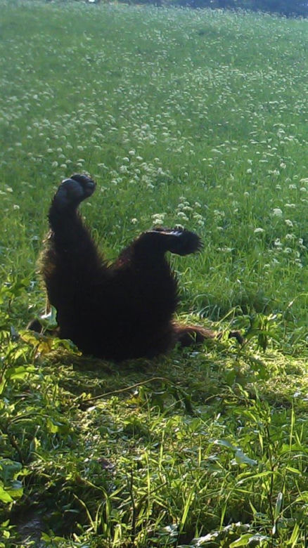 Bieszczady. Misie na wakacjach