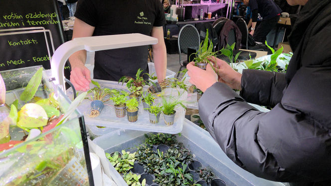 Egzotyczny świat zawitał do Bydgoszczy! Pająki i węże były na wyciągnięcie ręki