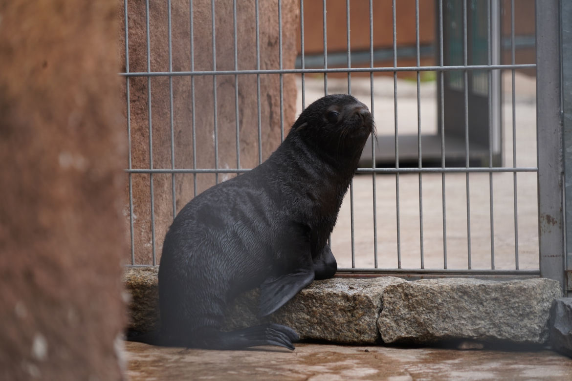 Najmłodszy kotik we wrocławskim zoo otrzymał imię Alfie