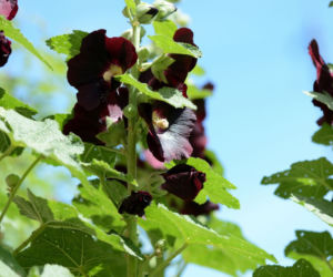 Malwa ogrodowa