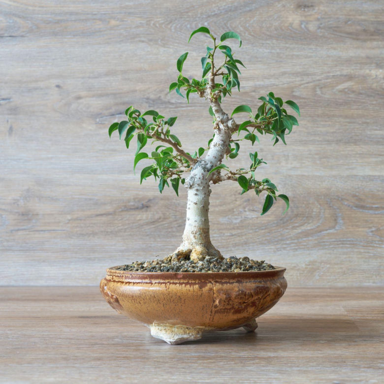 Drzewko bonsai