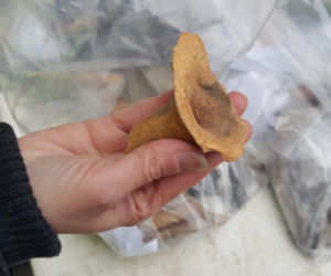 Niezwykłe odkrycie archeologów w centrum Bydgoszczy! 