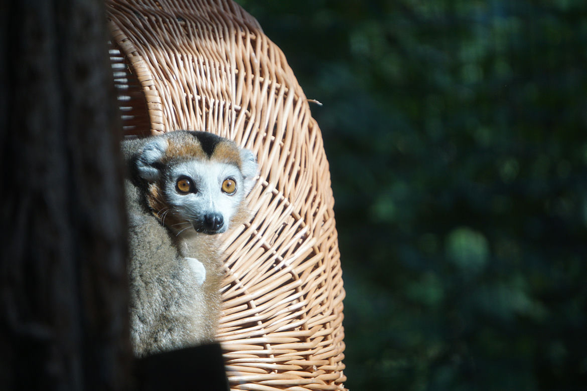 Lemury koroniaste we wrocławskim zoo