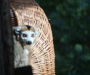 Lemury koroniaste we wrocławskim zoo