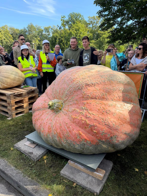 Wyhodowali prawdziwego giganta! Ta dynia waży 918 kg i ma rekord Polski