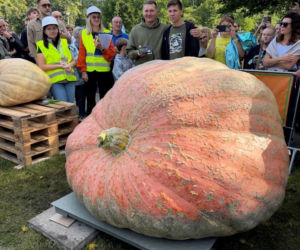 Wyhodowali prawdziwego giganta! Ta dynia waży 918 kg i ma rekord Polski