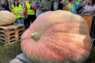 Wyhodowali prawdziwego giganta! Ta dynia waży 918 kg i ma rekord Polski