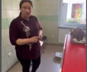Suczka Alisa przyjechała z Ukrainy do Polski na cesarskie cięcie [GALERIA]