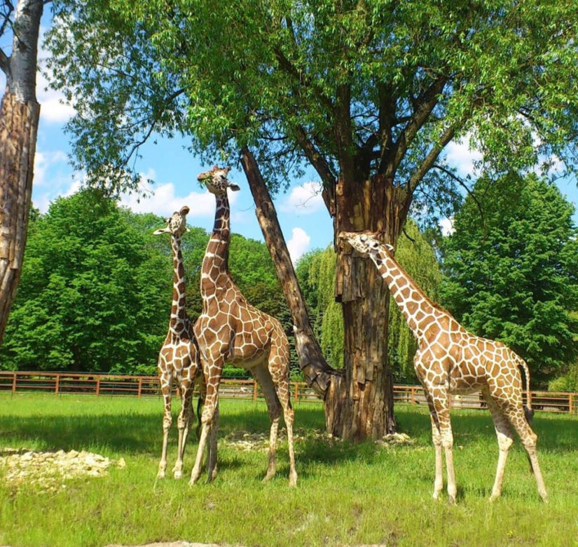 Tak wyglądają zwierzęta mieszkające w śląskim ZOO