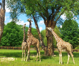 Tak wyglądają zwierzęta mieszkające w śląskim ZOO