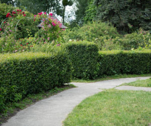 Żywopłot formowany