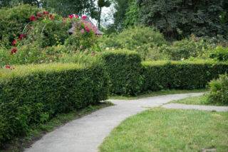 Żywopłot formowany