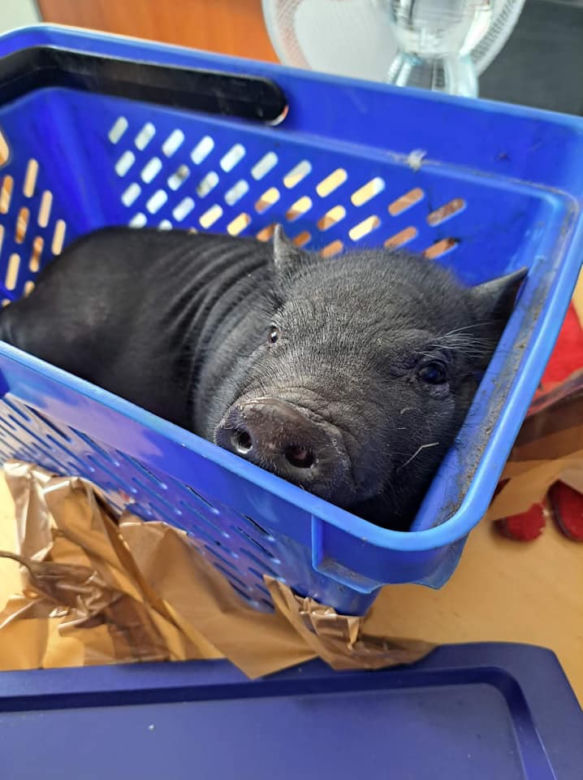 Świnka "Pumba" zostawiona w oknie życia