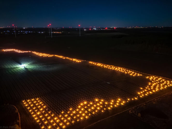 Przymrozki w winnicy - podgrzewanie winorośli