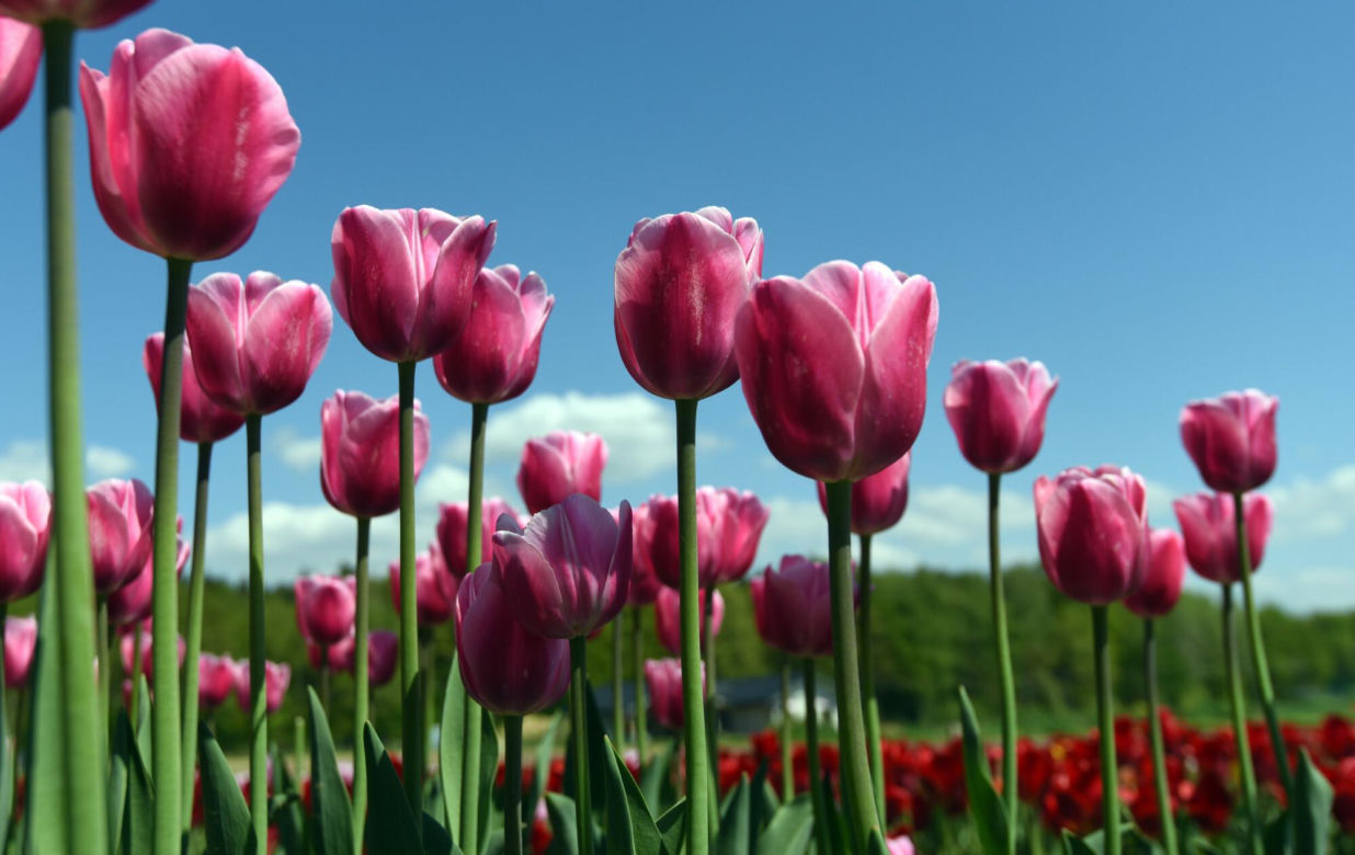 Tulipanowa polanka w małopolskiej Polance Wielkiej