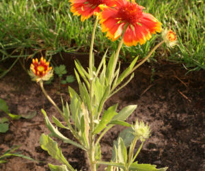 Gailardia ogrodowa