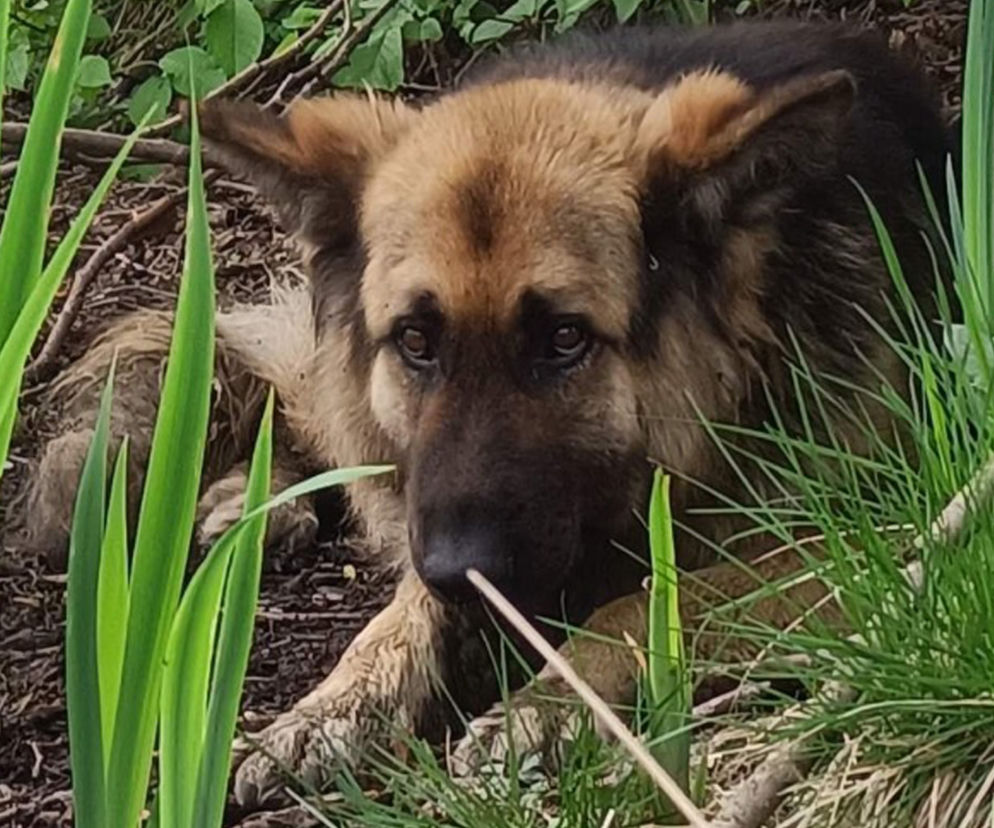 Nawet nie chce patrzeć w kierunku ludzi! Staś został znaleziony na bagnach, gdy walczył o życie [ZDJĘCIA]