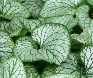 Brunnera wielkolistna