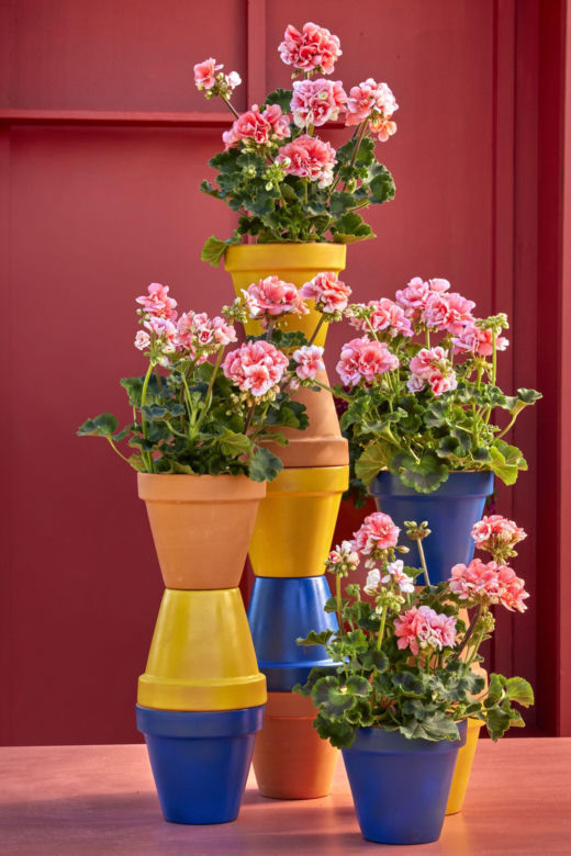 Wertykalne morze pelargonii
