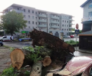 Krajobraz jak po apokalipsie! Potężna burza w Dęblinie. Drzewa miażdżyły samochody