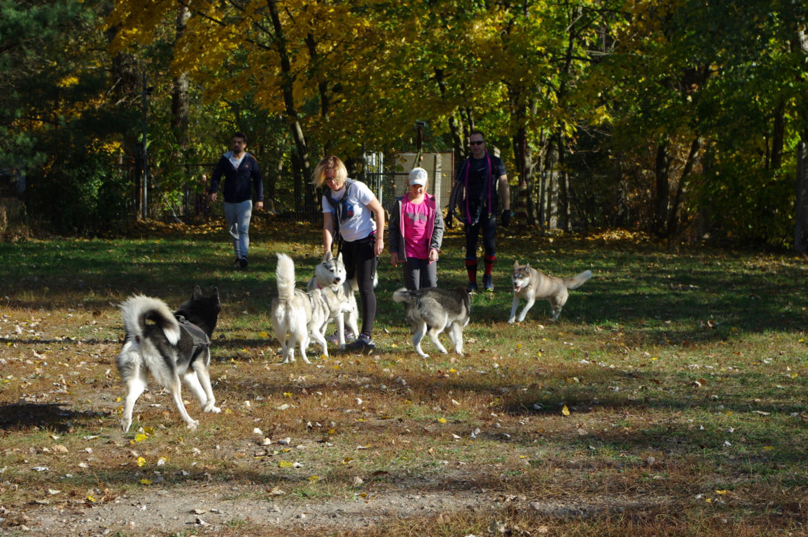Husky opanowały Psi Park! [GALERIA]