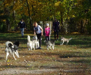 Husky opanowały Psi Park! [GALERIA]