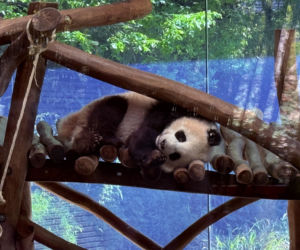 Pandy ZOO Berlin