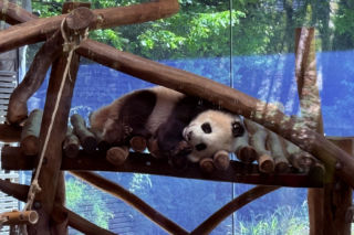 Pandy ZOO Berlin