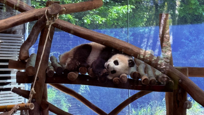 Pandy ZOO Berlin