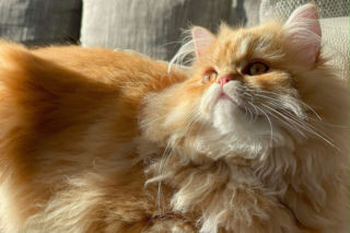 Kilkadziesiąt kotów w jednej kawalerce. Oczy miałam pełne łez