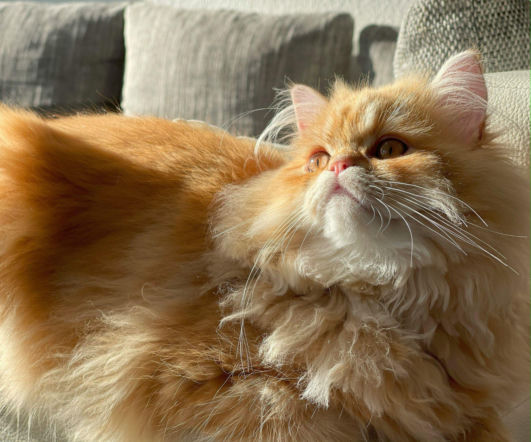 Kilkadziesiąt kotów w jednej kawalerce. Oczy miałam pełne łez