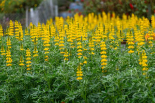 Jaki łubin wysiać na nawóz zielony? Zapytaliśmy eksperta