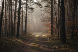 Skandaliczne uśmiercanie dzików w Warszawie. Czy leśnicy naprawdę nie mieli innego wyjścia?