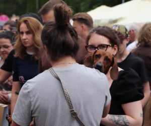 Zlot jamników w Toruniu. Mamy zdjęcia psiaków, właścicieli i fanów czworonogów