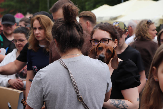 Zlot jamników w Toruniu. Mamy zdjęcia psiaków, właścicieli i fanów czworonogów