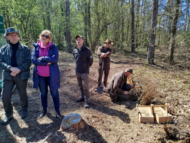 W Lesie Sekulskim rośnie już kilkaset nowych, młodych buków! Drzewa zasadzili członkowie siedleckiego samorządu i leśnicy