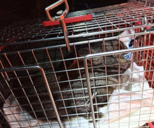 Króliki zamarzły w mrozie