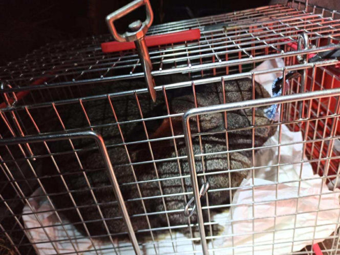 Króliki zamarzły w mrozie