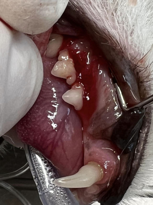Kot Zoe u dentysty