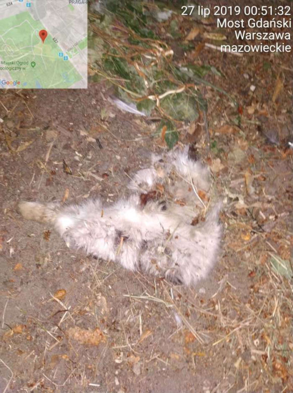 Martwe zwierzęta w warszawskim zoo?! Wykryto niewiarygodne nieprawidłowości