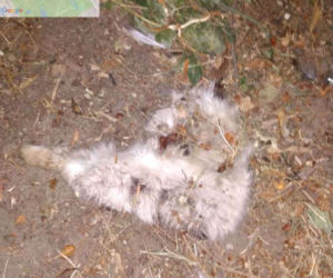 Martwe zwierzęta w warszawskim zoo?! Wykryto niewiarygodne nieprawidłowości