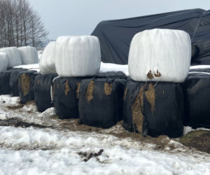 Żubry wyjadają nam jedzenie