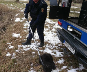 2 Uratowany bóbr