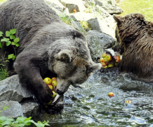Zoo Wrocław: Niedźwiedzie brunatne