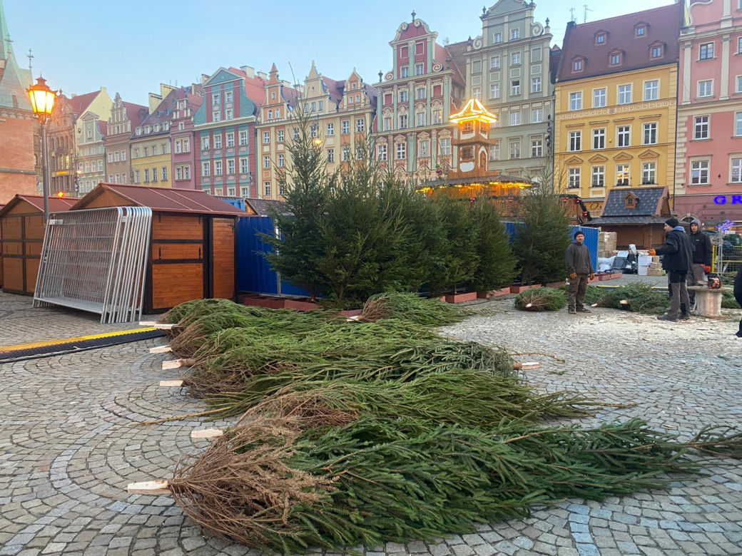 Choinka we Wrocławiu prawie gotowa. Zdania mieszkańców znowu podzielone [ZDJĘCIA]