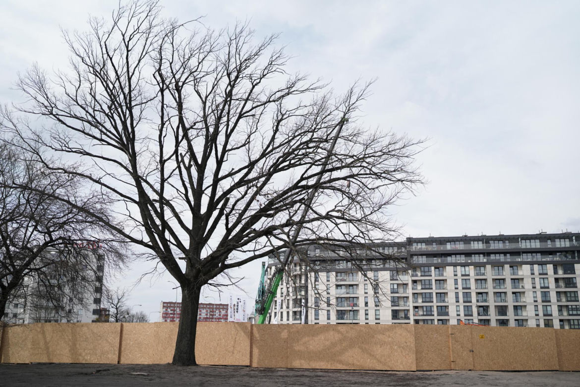 Dąb był pomnikiem przyrody przez 14 dni. Obok powstaje apartamentowiec
