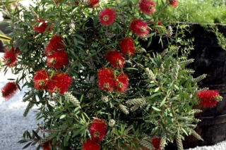 Kuflik - Callistemon