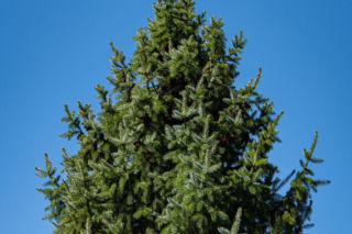 Brązowe galasy na świerku [Porada eksperta]