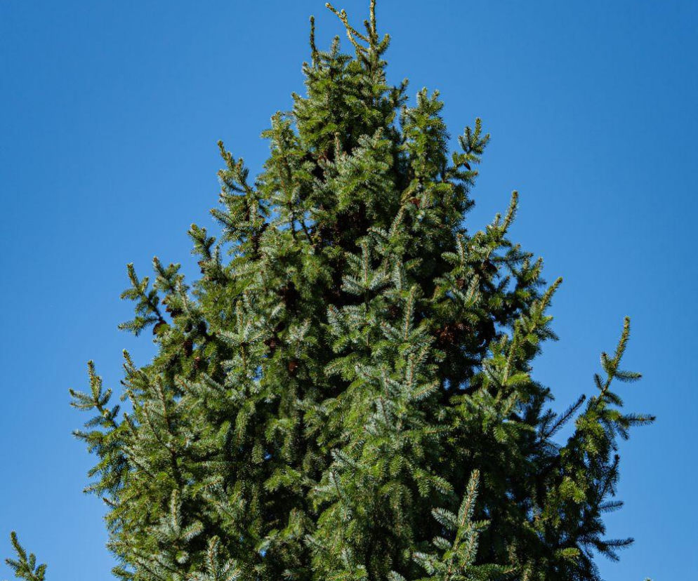 Wycięcie świerku na działce - czy można bez zezwolenia?