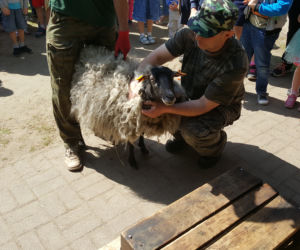 Coroczne strzyżenie owiec w bydgoskim zoo [ZDJĘCIA]